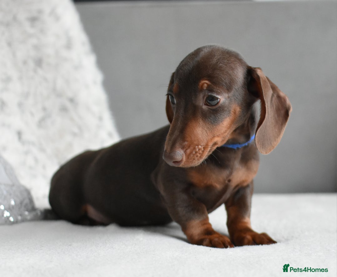 Miniature Dachshund dogs for sale: Miniature Dachshund Boys **LAST BOY** - Advert 5