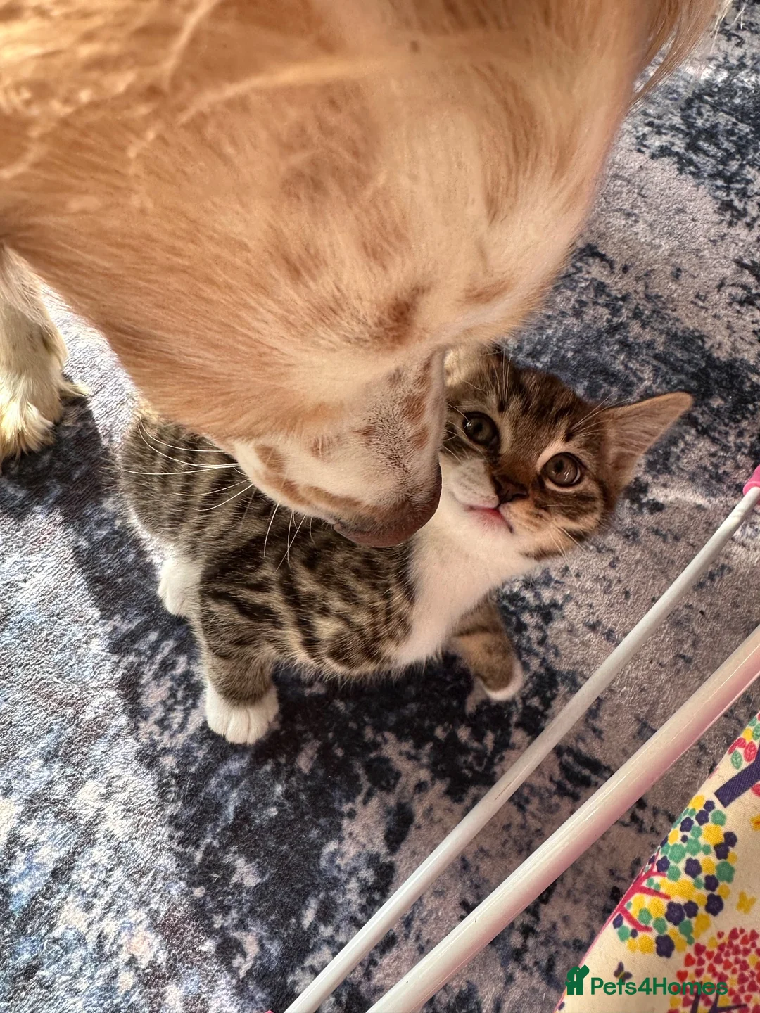 Domestic Shorthair cats for sale: Female tabby kitten ready for new home 05/10/2026 in Berkeley - Advert 8