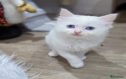 Ragdoll cats for sale: Ragdoll kittens - Advert 12