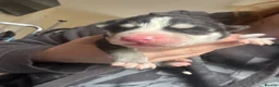 Siberian Husky dogs for sale: Beautiful Siberian husky puppies in Wigan - Advert 7