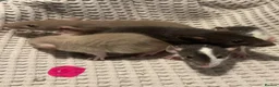 Rat rodents for sale: Baby dumbo rats for sale  - Advert 9