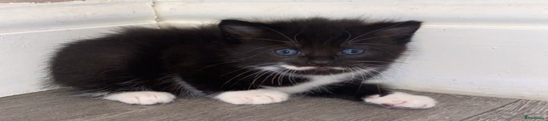 Mixed Breed Kitten 2