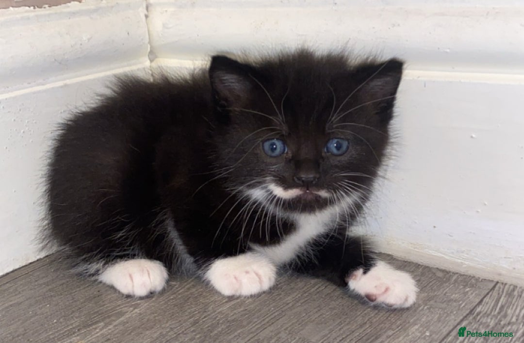 Mixed Breed cats for sale: 5 kittens for sale  - Image 2