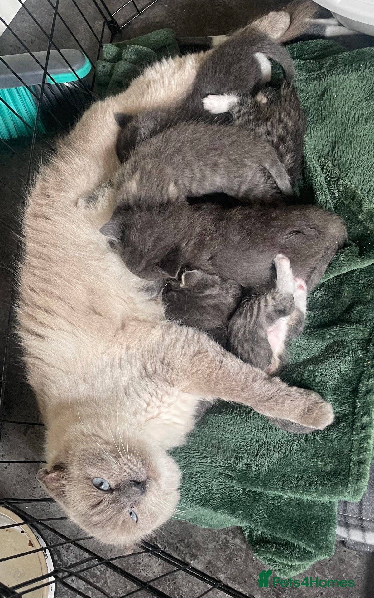 Mixed Breed cats Half ragdoll kittens - Advert 1