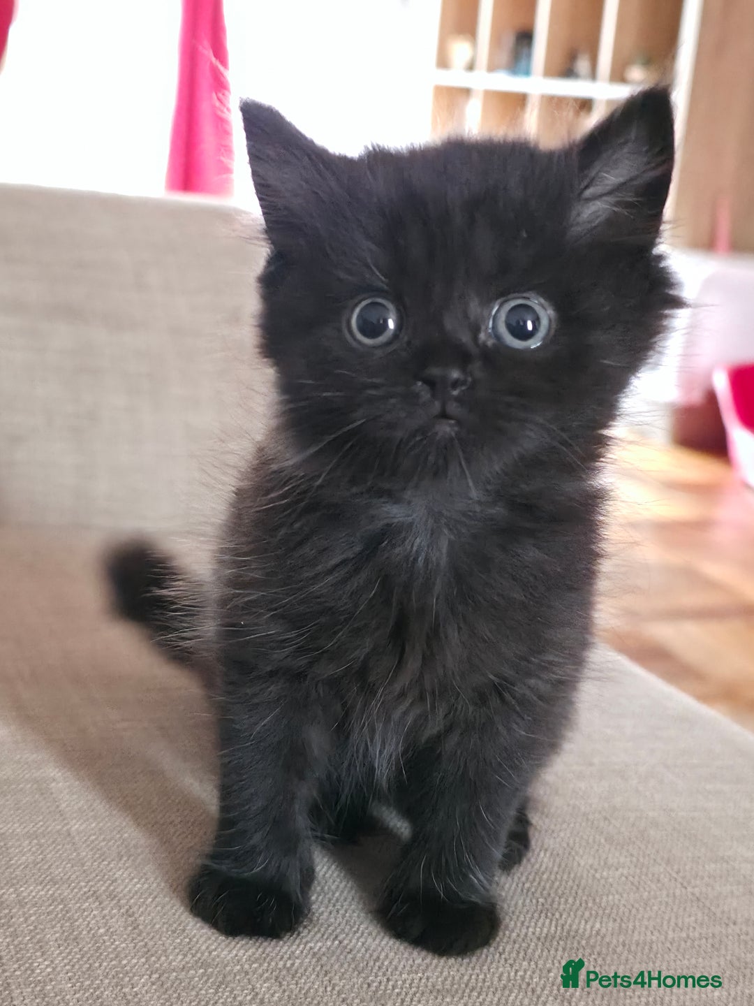 British Longhair cats for sale: 1 Male and 1 Female British Longhair cross kittens - Image 9