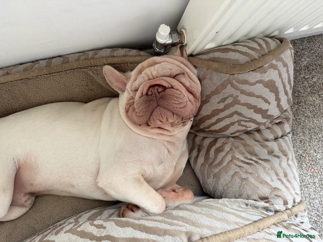 French Bulldog dogs for sale: French bulldog  - Advert 2