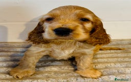 Cocker Spaniel dogs for stud: Show Type Gold Sable KC Reg DNA Health Tested Stud in Peterborough - Image 8