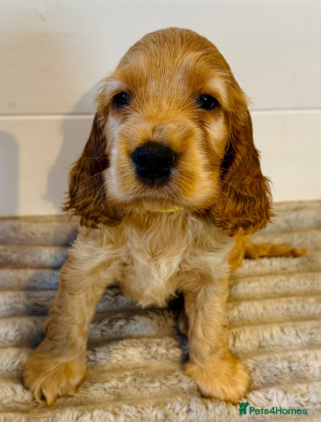 Cocker Spaniel dogs for stud: Show Type Gold Sable KC Reg DNA Health Tested Stud in Peterborough - Image 8