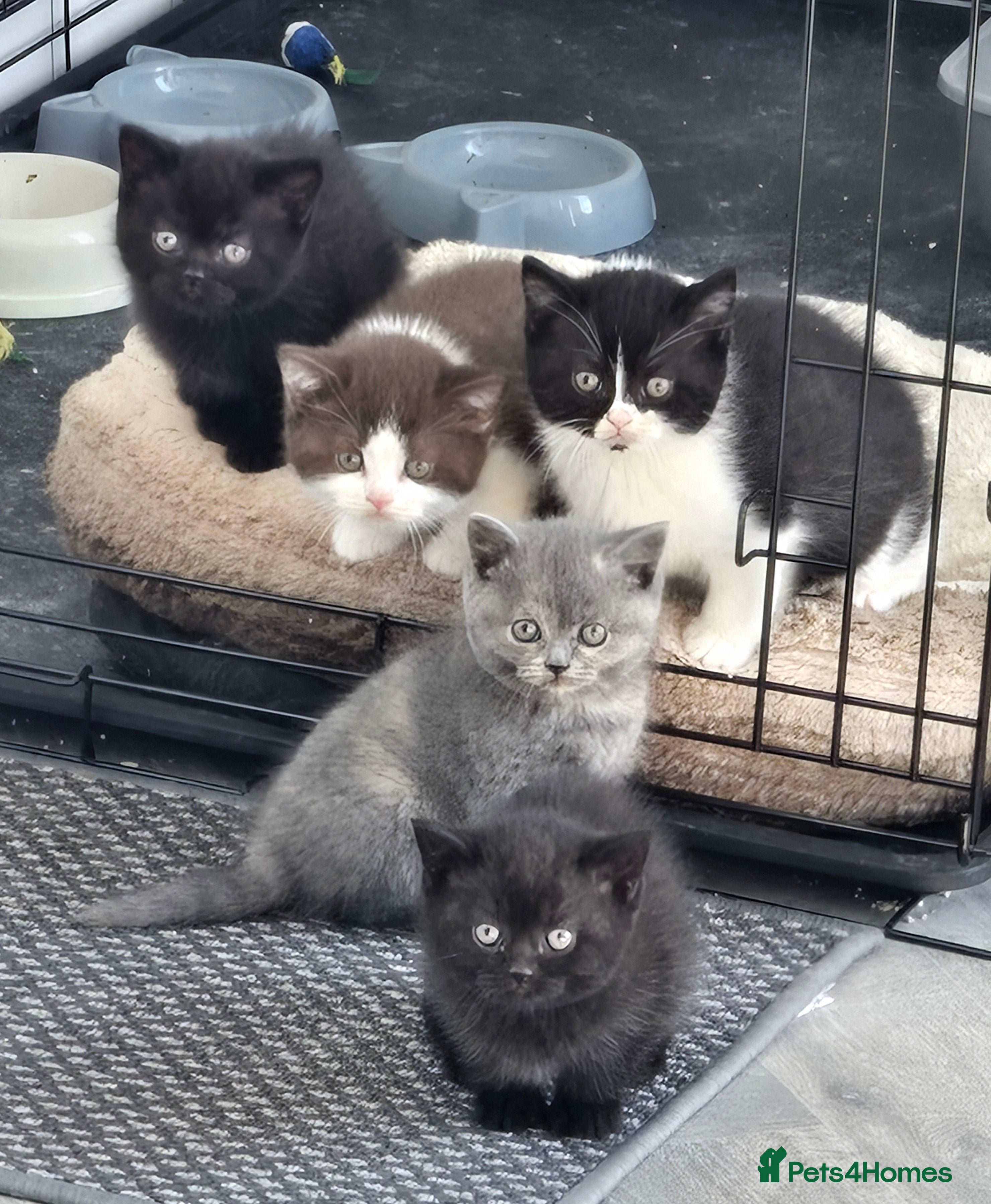 British Shorthair cats 3 pedigree BSH males ready 25th March - Advert 8