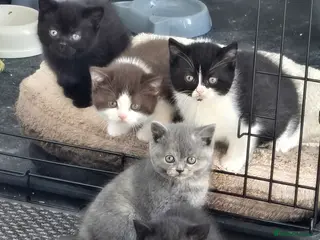 British Shorthair cats 3 pedigree BSH males ready 25th March - Advert 8