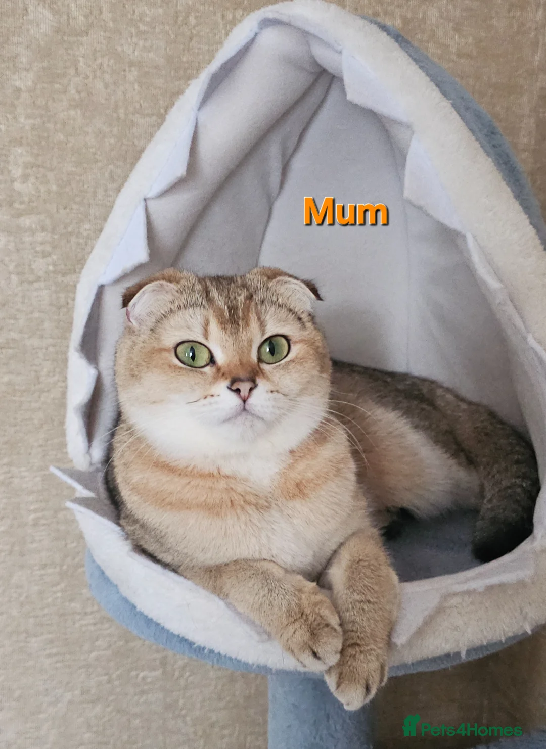 Scottish Fold cats for sale: TICA Reg😼Scottish Fold & Straight kittens😼 - Advert 2