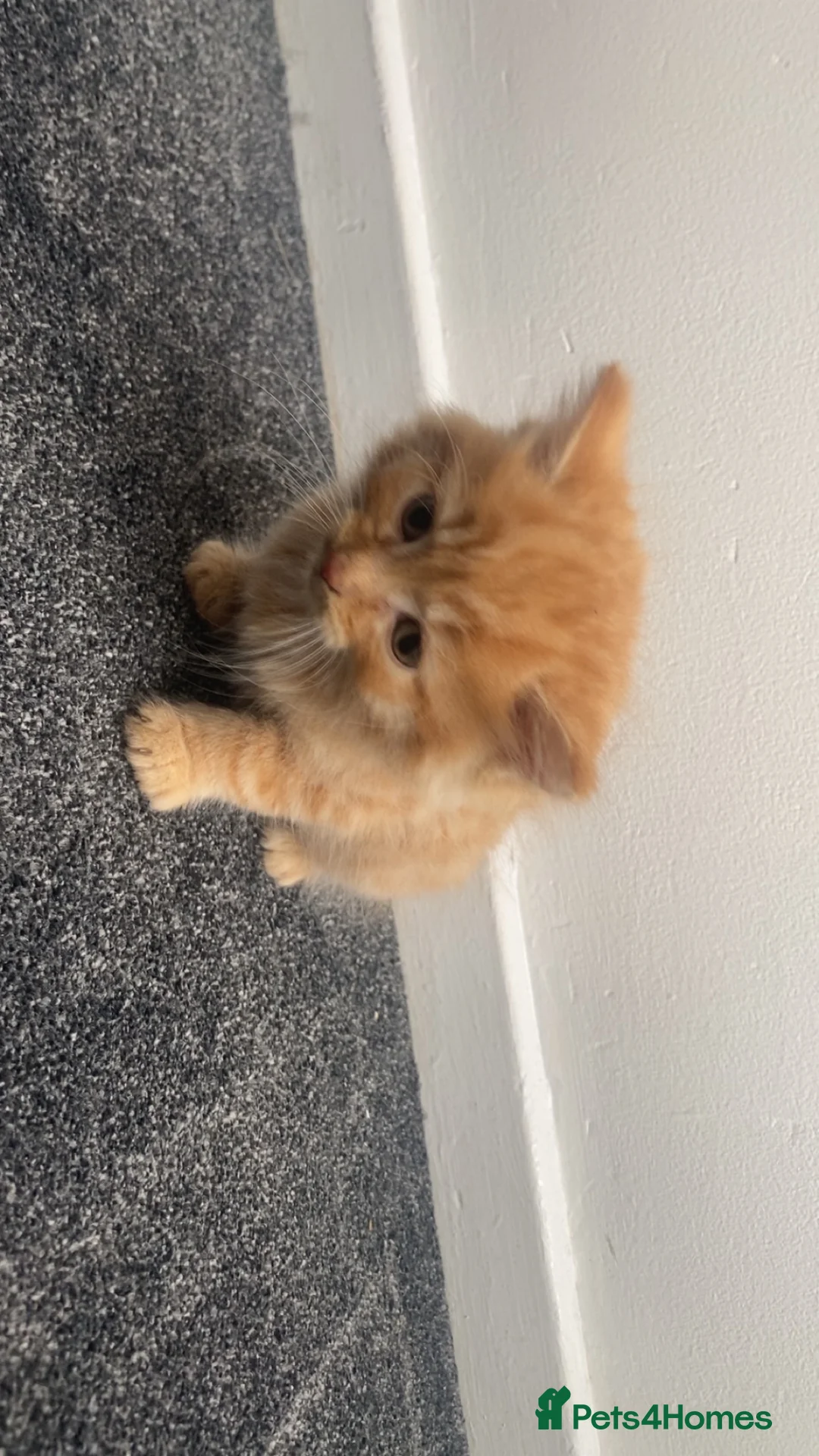 British Longhair cats for sale: Cute fluffy ginger kitten awaiting forever home🏡 - Advert 6