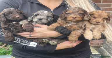 Cavapoo dogs - Advert 2