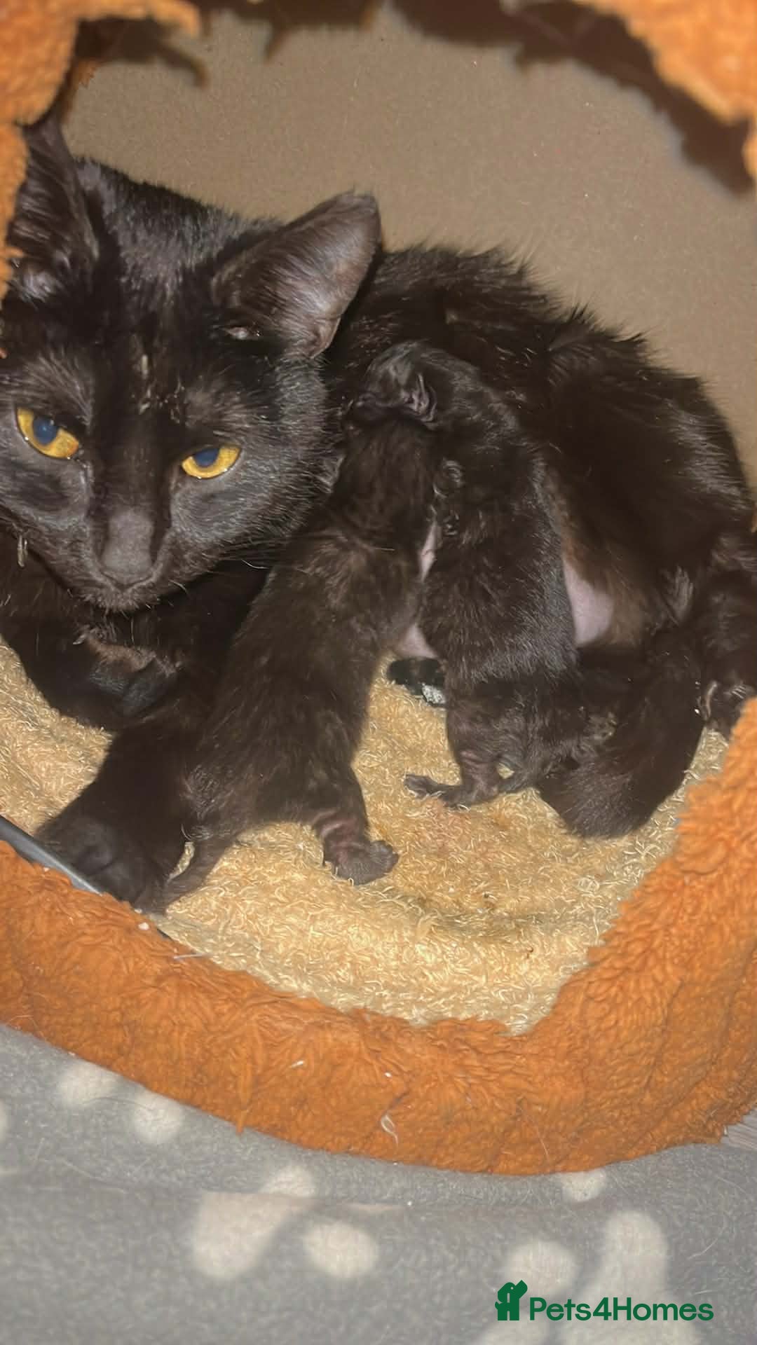 Mixed Breed cats for sale: kitten for sale female  - Advert 2