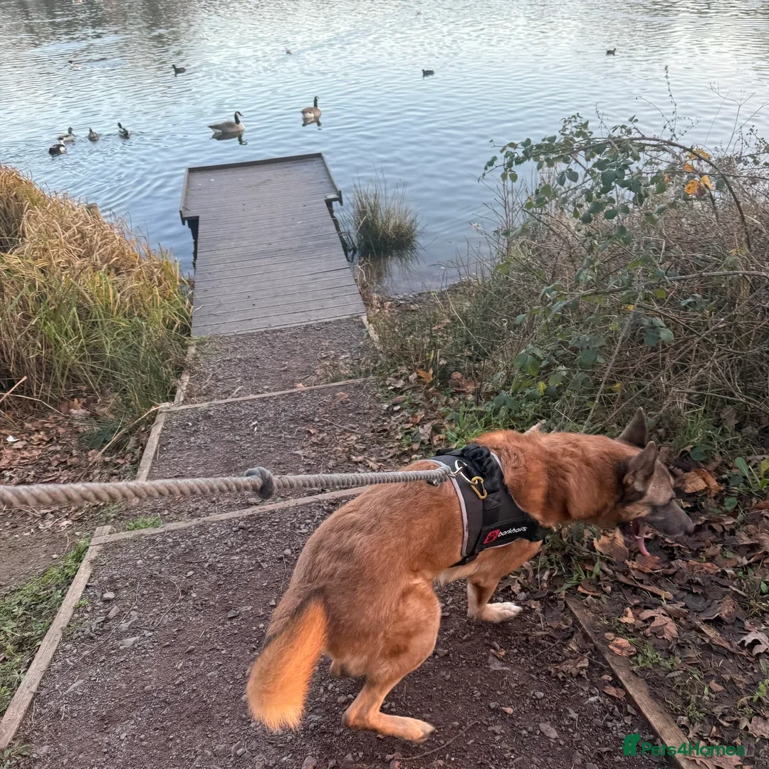 Belgian Shepherd Dog dogs for sale: Bear - Belgian shepherd  in Bridgnorth - Advert 2