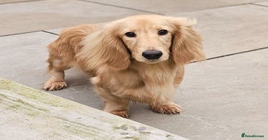 Miniature Dachshund dogs in Motherwell - Advert 1