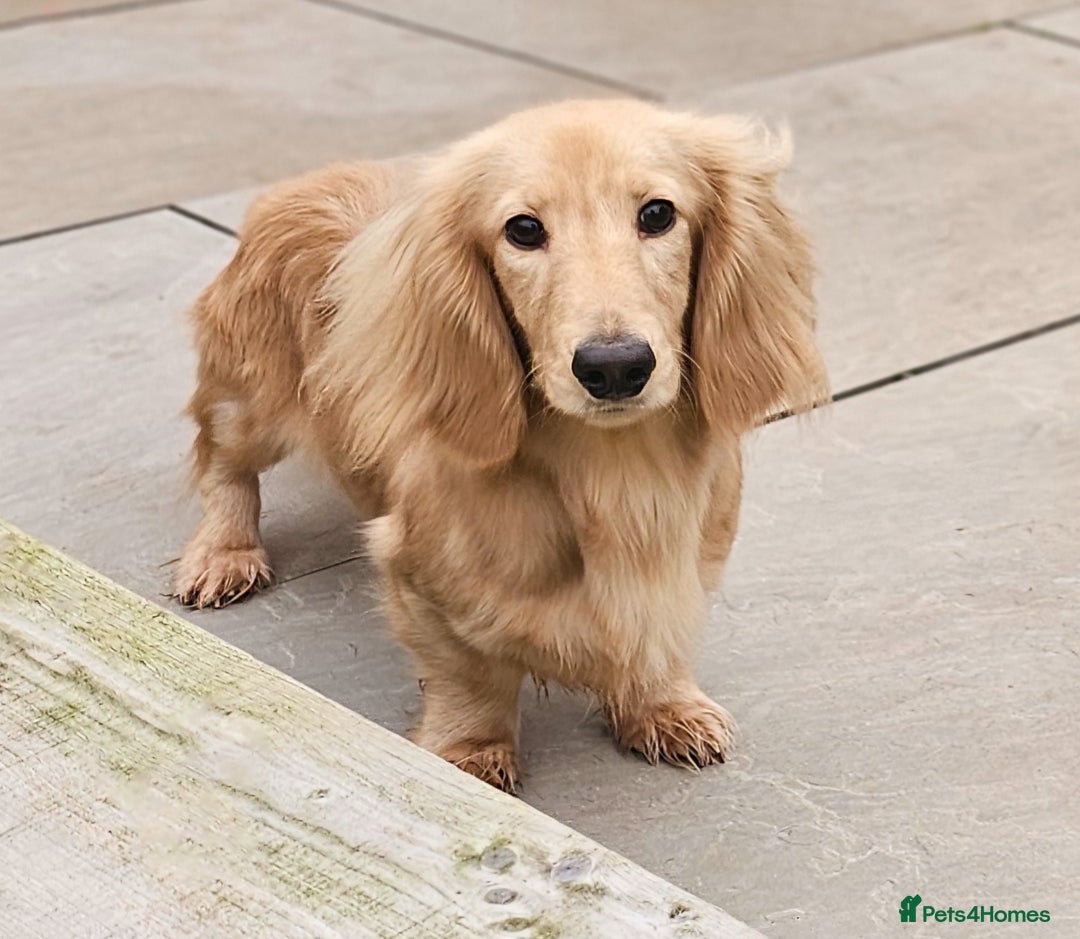 Miniature Dachshund dogs for stud: Beautiful Cream Long Hair for stud in Motherwell - Image 2