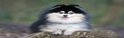 Pomsky dogs for stud: F2 4.5kg Russian Imported Pomsky for Stud - Advert 10