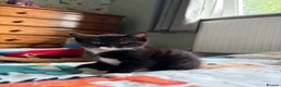 Mixed Breed cats for sale: 2 kittens for sale.  - Advert 5
