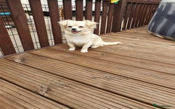 Chihuahua dogs for sale: 7 month old chihuahua  - Image 8