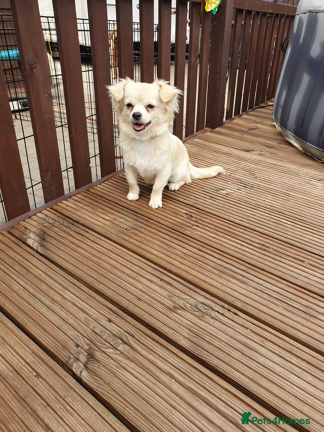 Chihuahua dogs for sale: 7 month old chihuahua  - Image 8