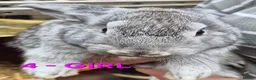 Mixed Breed rabbits for sale: Bunnies for sale in Cannock - Advert 10