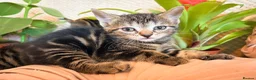 Mixed Breed cats for sale: Half British short hair tabby kittens.   - Advert 6