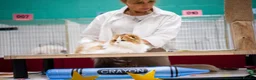 Scottish Fold cats for sale: Beautiful show quality scottish fold boys - Advert 11