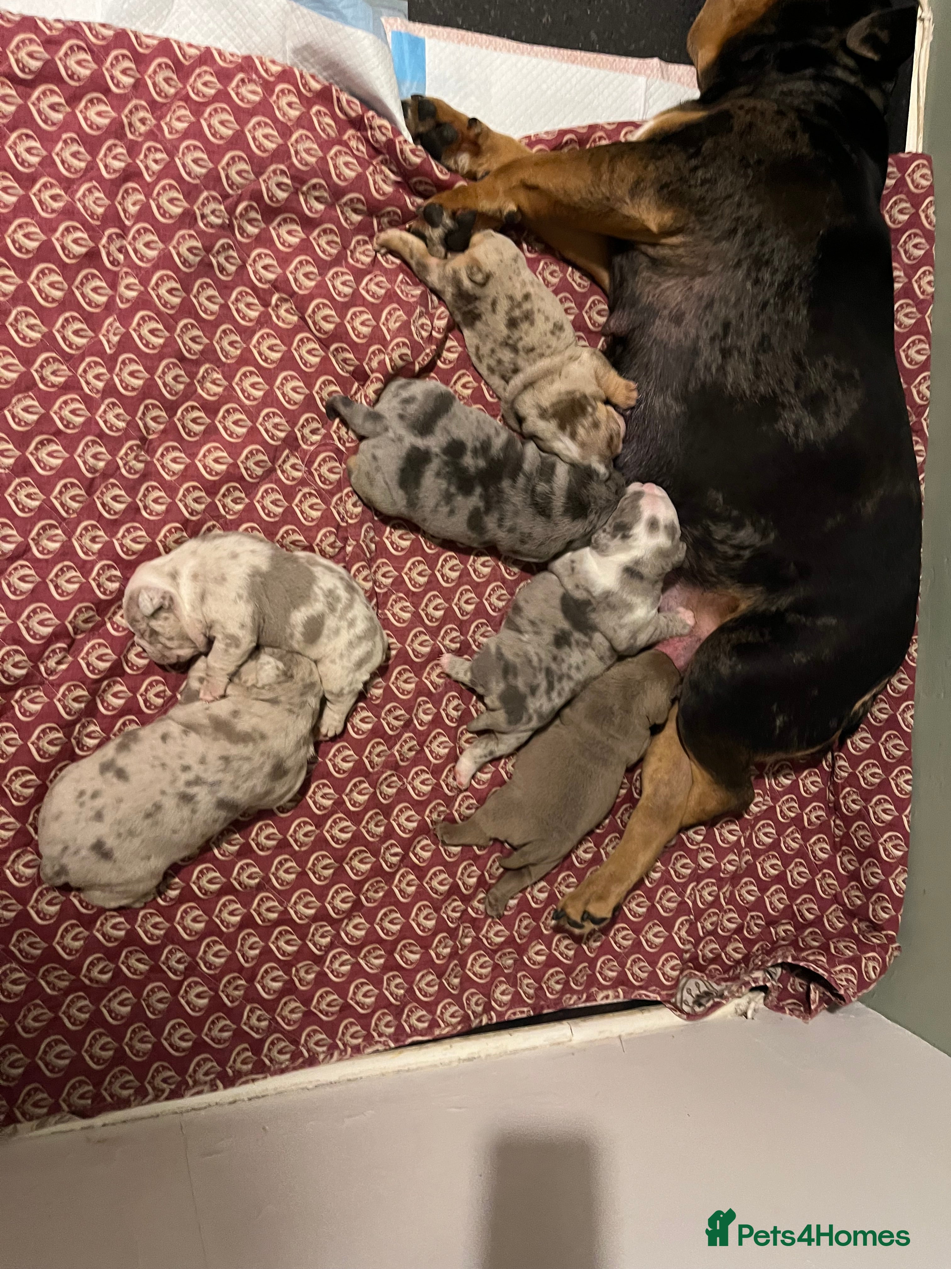 Olde English Bulldogge dogs Old English bulldog  - Advert 1