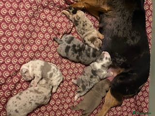 Olde English Bulldogge dogs Old English bulldog - Advert 2