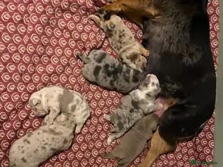 Olde English Bulldogge dogs Old English bulldog - Advert 18