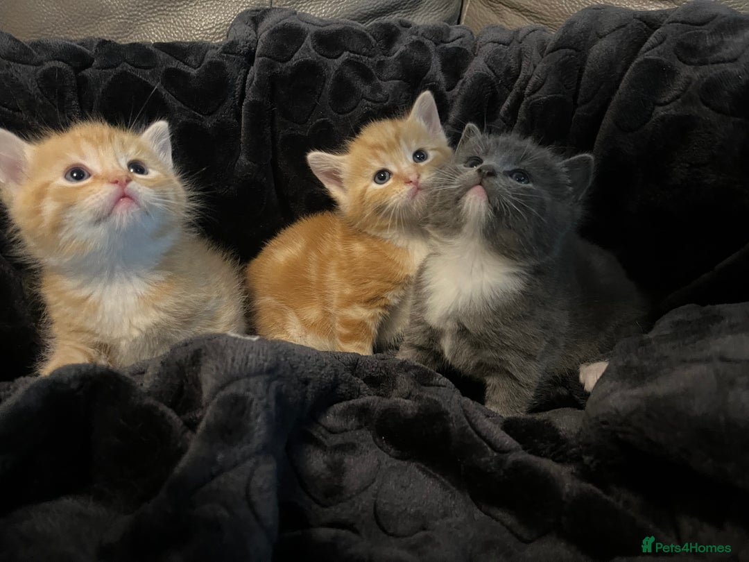 British Shorthair cats for sale: British short hair x - Image 1