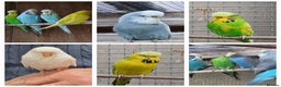 Budgerigars birds for sale: Budgies. Various colours. - Advert 1
