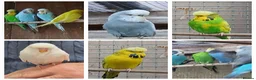 Budgerigars birds for sale: Budgies. Various colours. - Advert 1