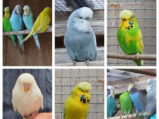 Budgerigars birds Budgies. Various colours. - Advert 12