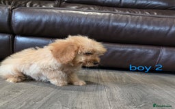 Cockapoo dogs for sale: Adorable cockapoo pups ready to go 🐶 - Image 37