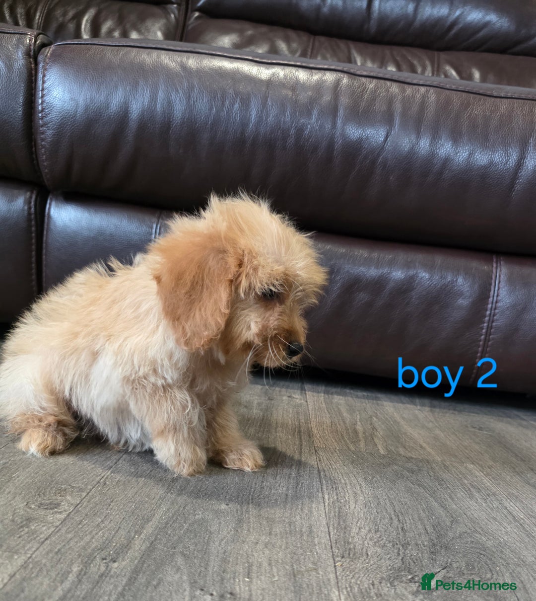 Cockapoo dogs for sale: Adorable cockapoo pups ready to go 🐶 - Image 37