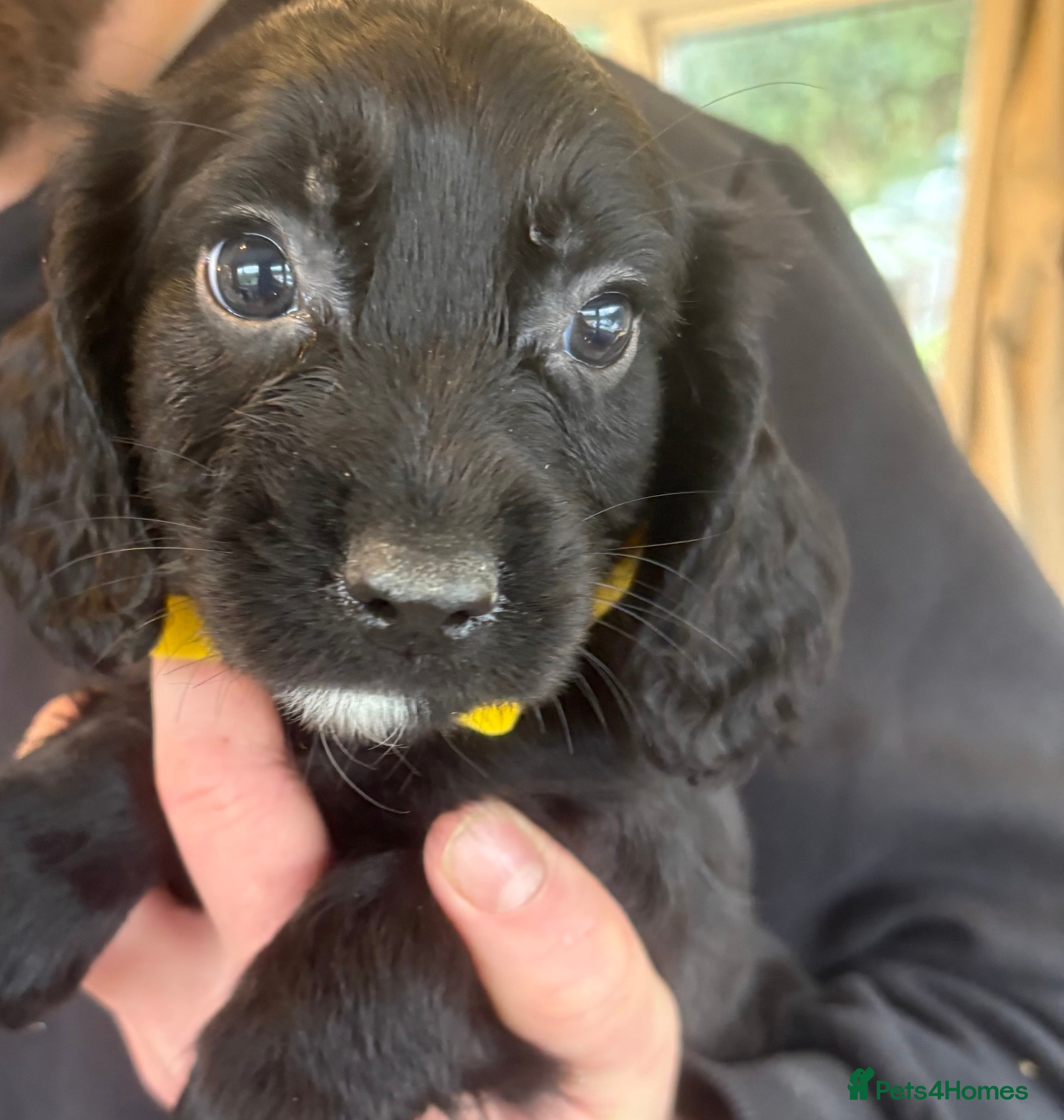 Sprocker dogs Beautiful Sprocker Puppies  - Advert 2