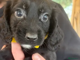 Sprocker dogs Beautiful Sprocker Puppies - Advert 2