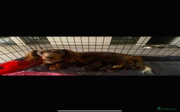 Miniature Dachshund dogs for sale: Miniature long hair dachshund 🤍 - Image 18