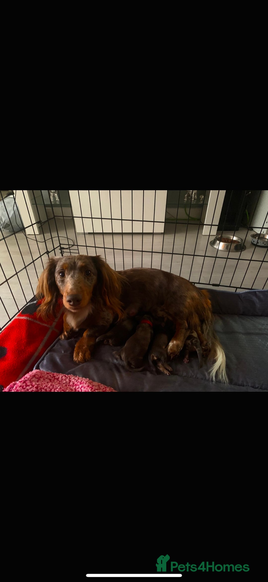Miniature Dachshund dogs for sale: Miniature long hair dachshund 🤍 - Image 18