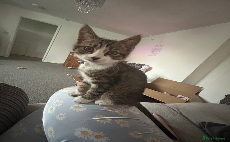 British Shorthair cats for sale - Advert 2