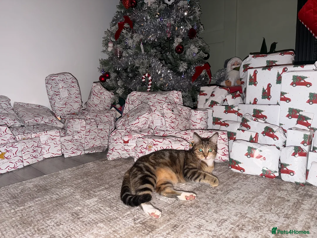 Domestic Shorthair cats for sale: 10 Month Old Male Tabby Kitten in Crewe - Advert 5