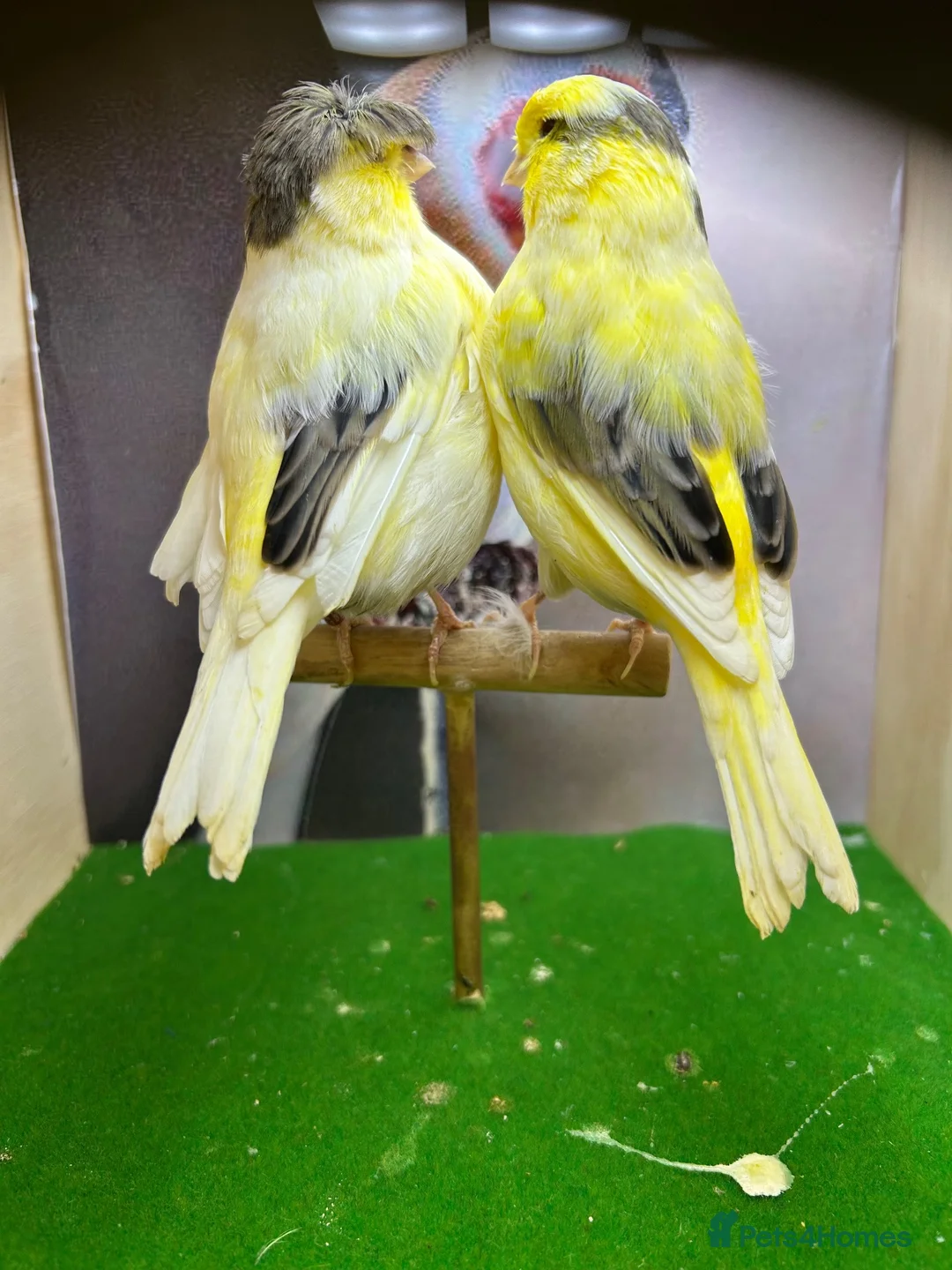 Canaries birds for sale: Pair of gloster canaries  - Advert 4