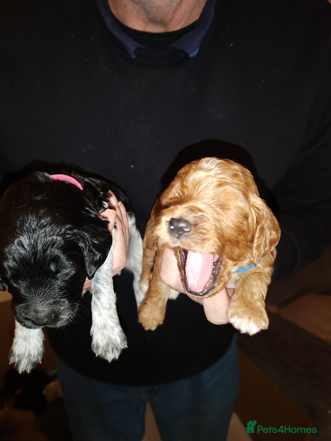 Cockapoo dogs for sale: Family pet Milly gave birth to 7 lovely puppies - Advert 3