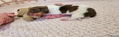 Miniature Dachshund Puppy 4