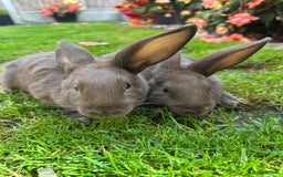 Continental Giant rabbits for sale: Continental Giant Male Rabbits For Sale  - Image 5