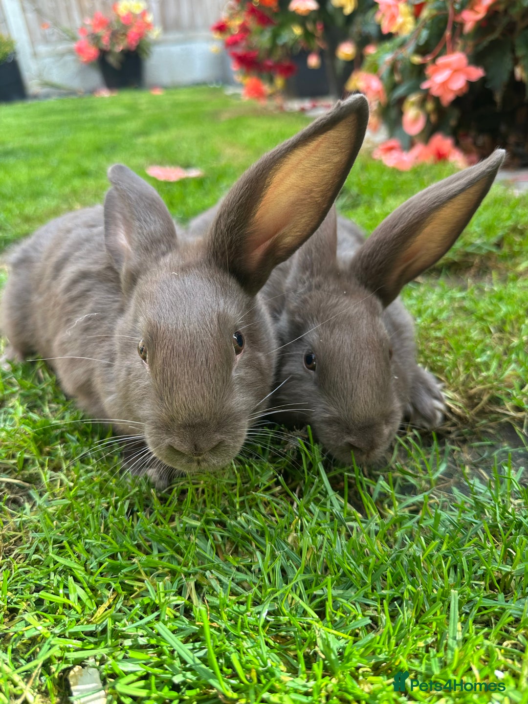 Continental Giant rabbits for sale: Continental Giant Male Rabbits For Sale  - Image 5