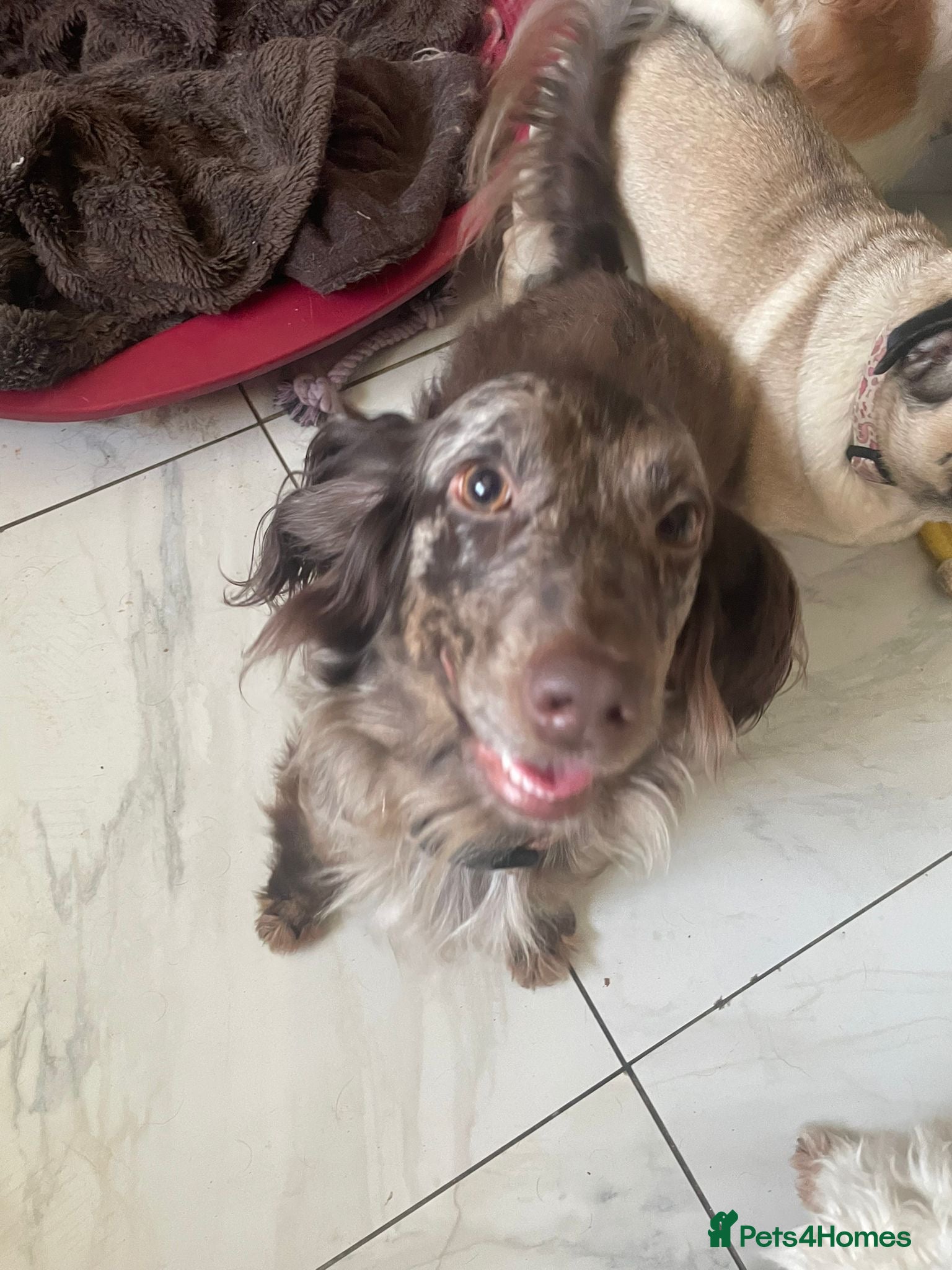 Cocker Spaniel dogs Female cockerspaniel - Advert 2