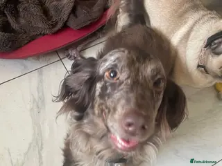 Cocker Spaniel dogs Female cockerspaniel - Advert 2